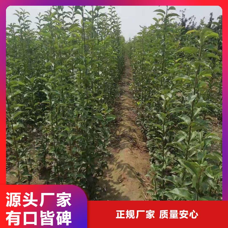 【梨杜梨苗选择我们没错】