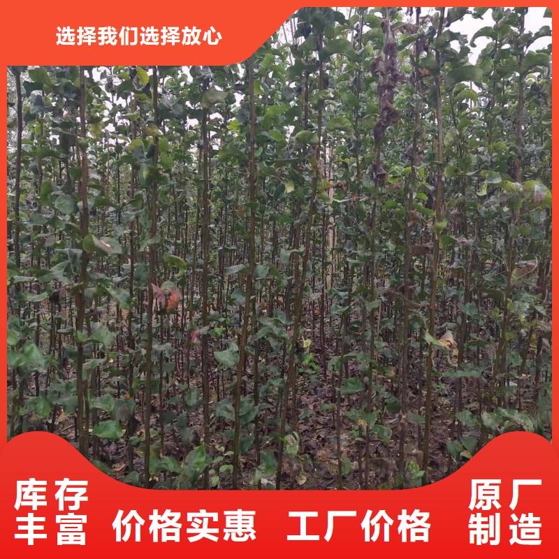 【梨】,玉露香梨树苗质量无忧