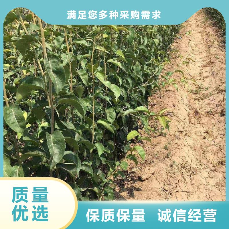 梨梨树苗基地价格公道合理