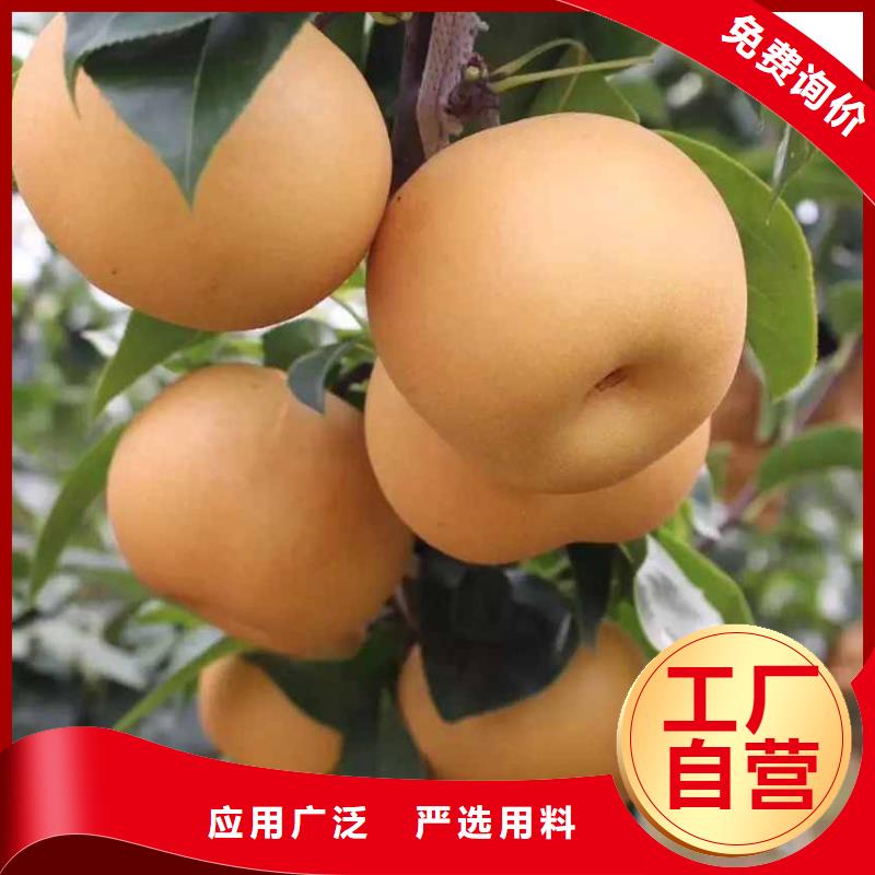 梨山桃苗货品齐全