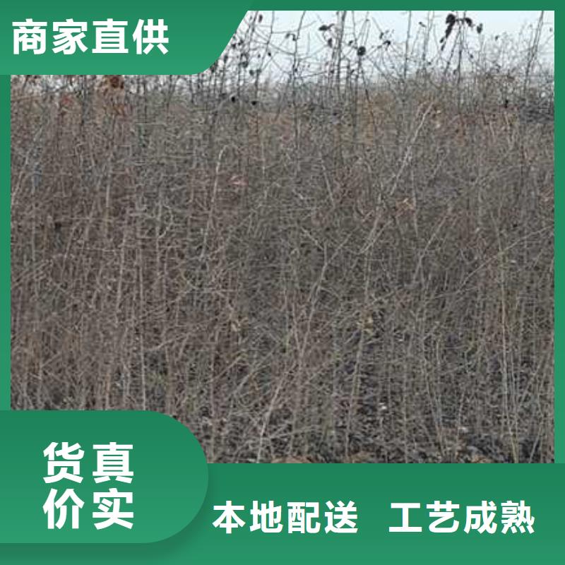 【杜梨梨树苗基地支持大小批量采购】