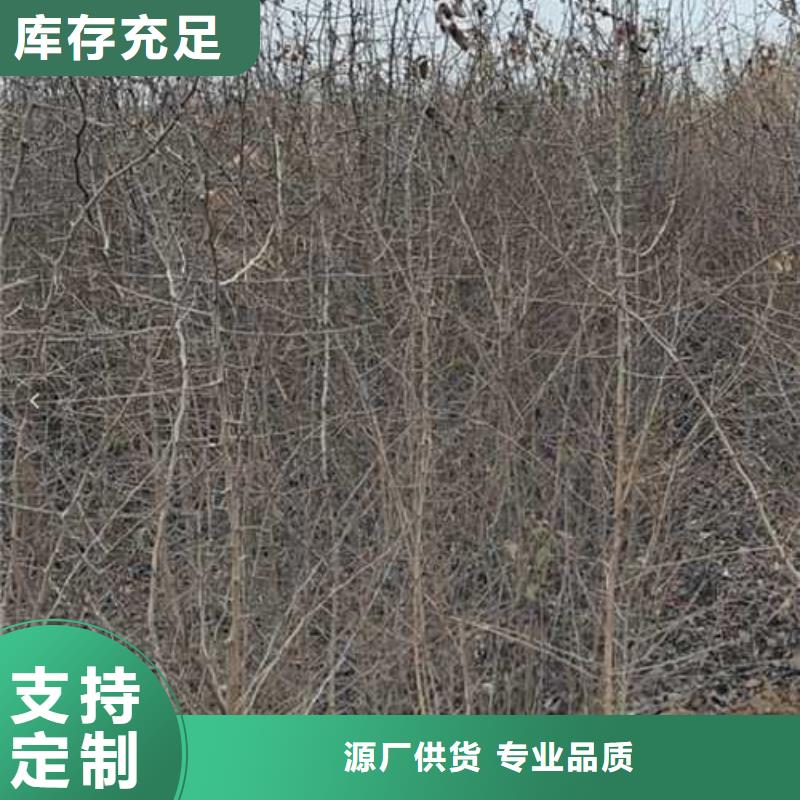 杜梨梨树苗基地值得信赖