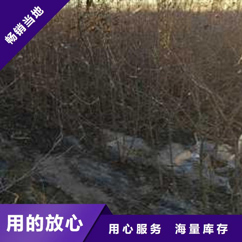 【杜梨皇冠梨树苗产地批发】