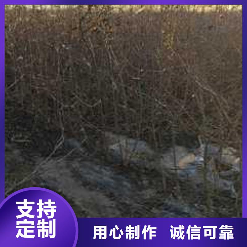 杜梨,山桃苗一站式供应