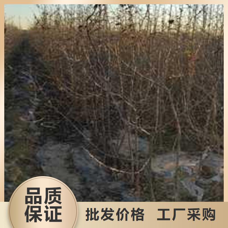 杜梨,梨树苗基地一站式厂家