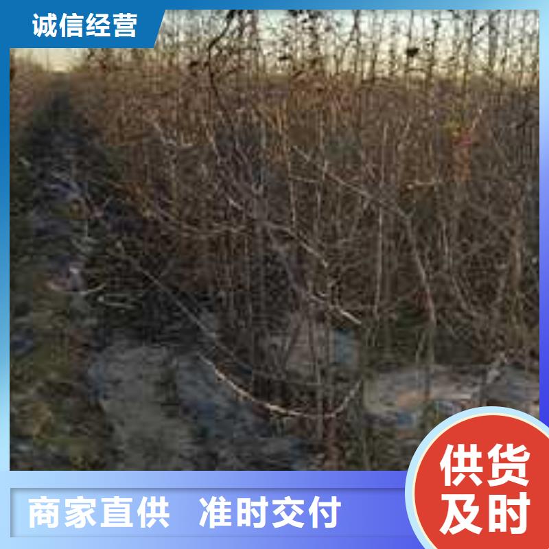 杜梨梨树苗基地来图定制