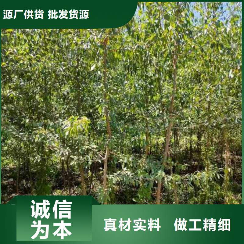 杜梨梨树苗基地做工精细