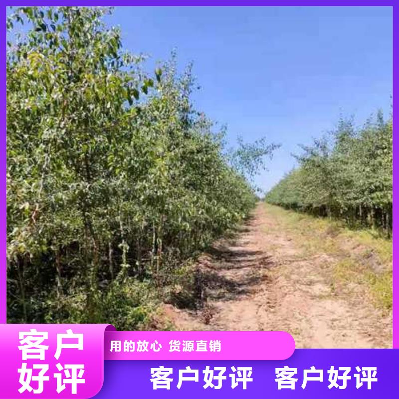 【杜梨】梨树苗基地匠心工艺