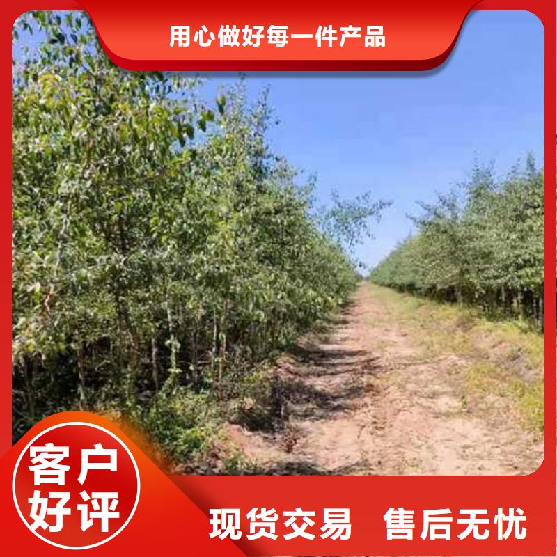 杜梨-梨树苗基地厂家质量过硬