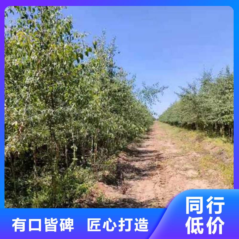 杜梨梨树苗基地产地货源