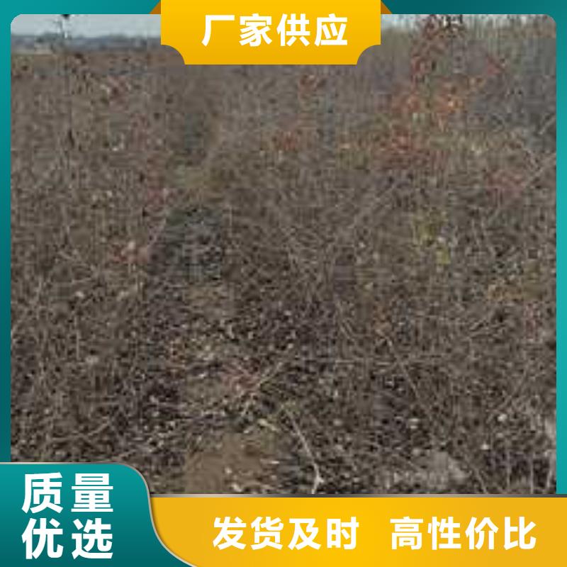 杜梨山桃苗工厂现货供应