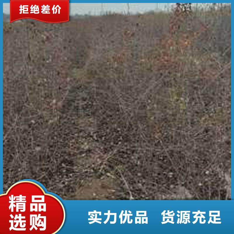 【杜梨梨树苗基地支持大小批量采购】