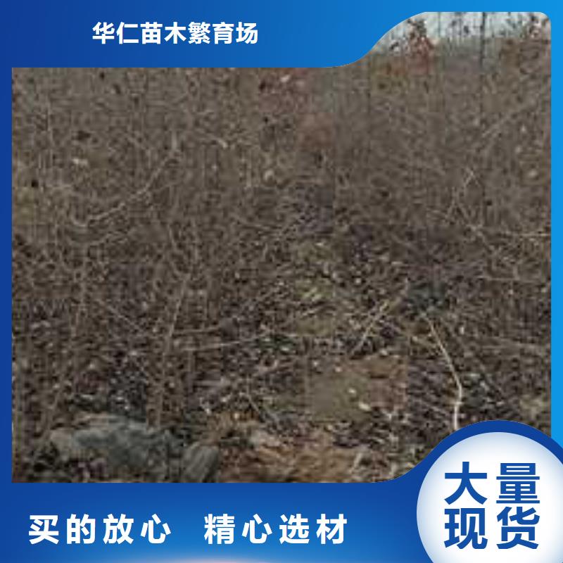 杜梨梨树苗基地好品质售后无忧