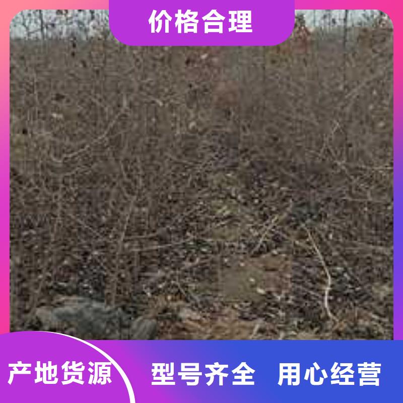 杜梨-【山桃苗】自有生产工厂