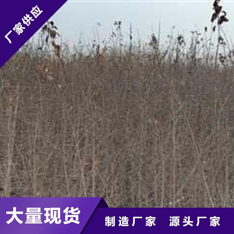 杜梨海棠苗厂家现货供应