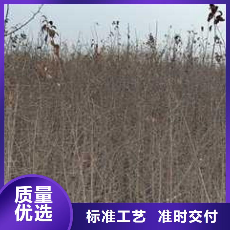 杜梨玉露香梨树苗优选好材铸造好品质