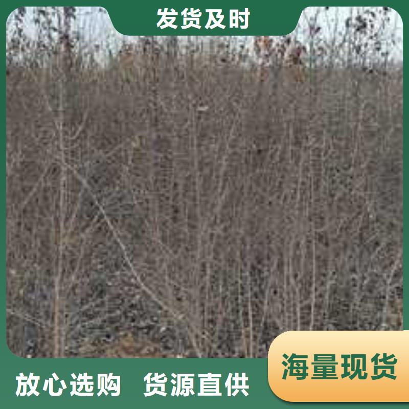 【杜梨山桃苗厂家大量现货】