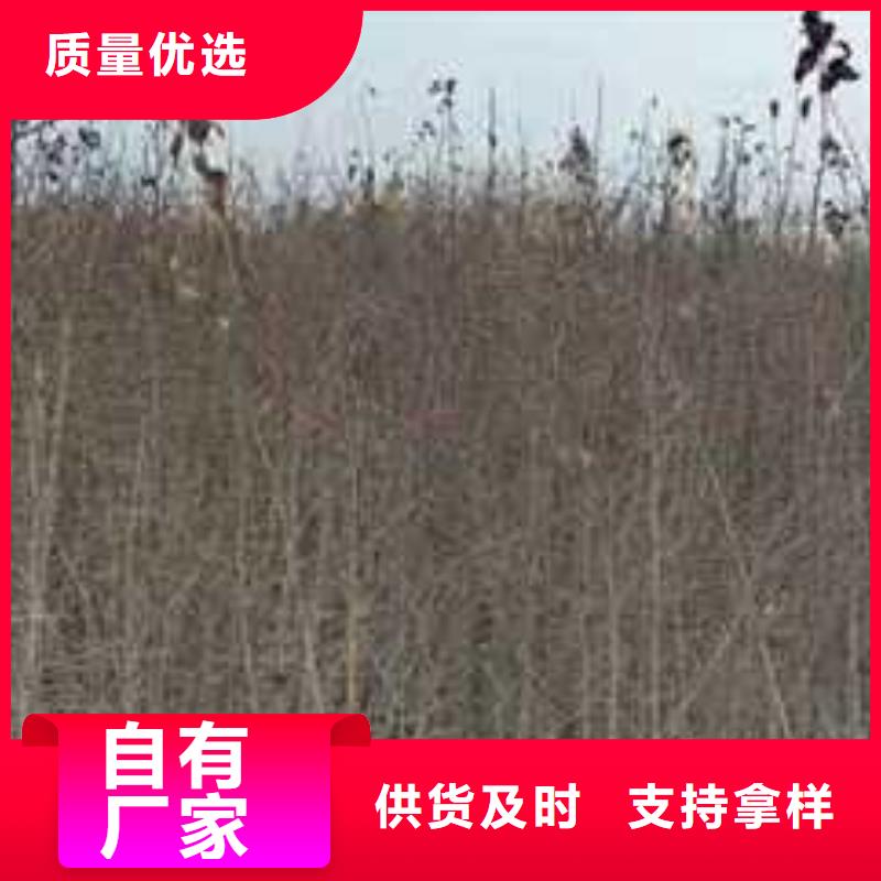 杜梨_梨树苗基地质量三包