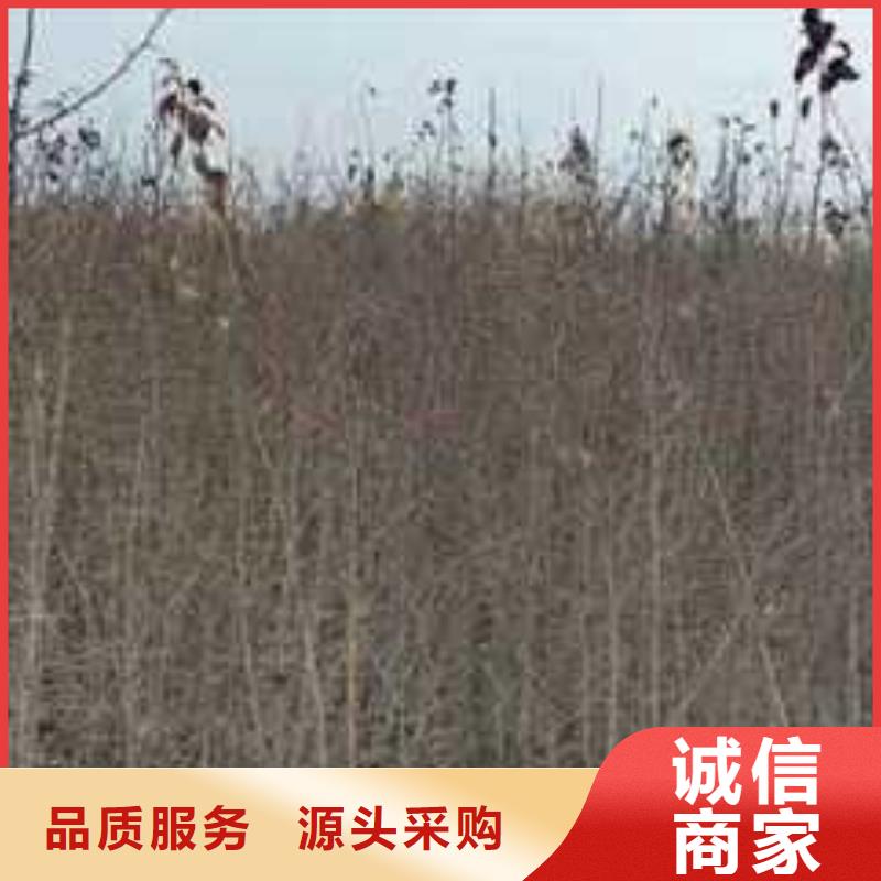 【杜梨-新梨7号梨树苗一手货源源头厂家】