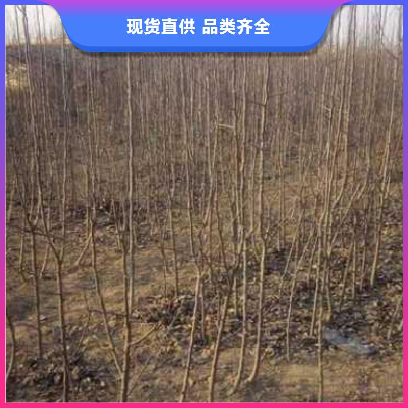 【杜梨山桃苗厂家大量现货】