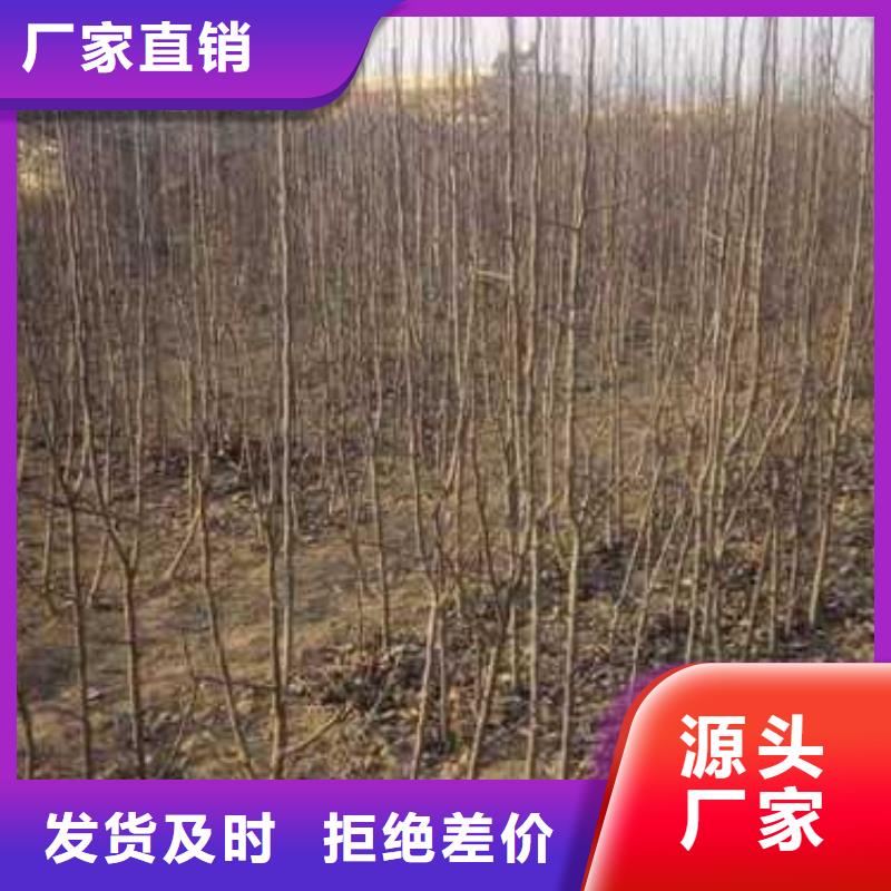 杜梨梨树苗基地可定制