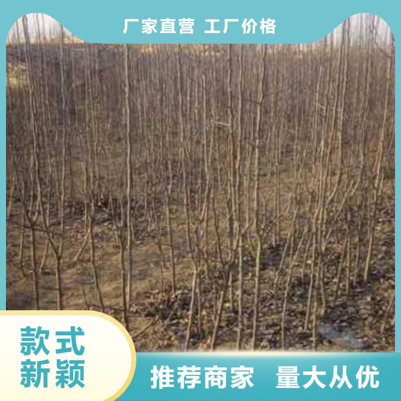 杜梨梨树苗基地做工精细