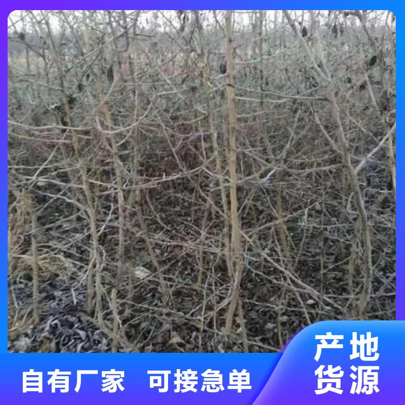 杜梨梨树苗基地产地货源