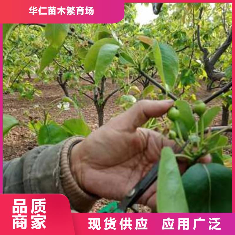 【杜梨新梨7号梨树苗厂家质量过硬】