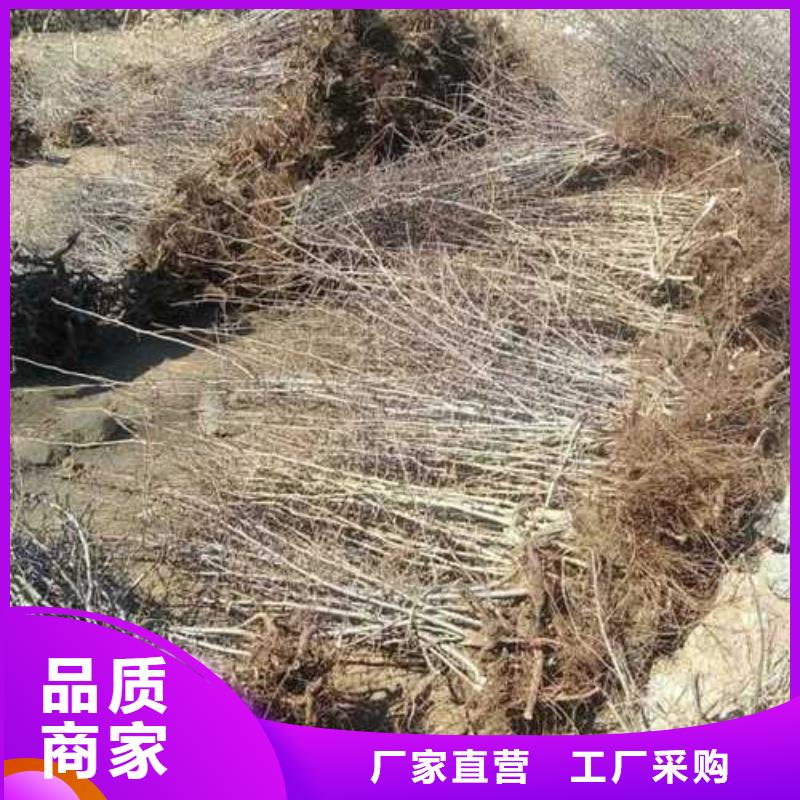 杜梨_【梨树苗基地】产地直供