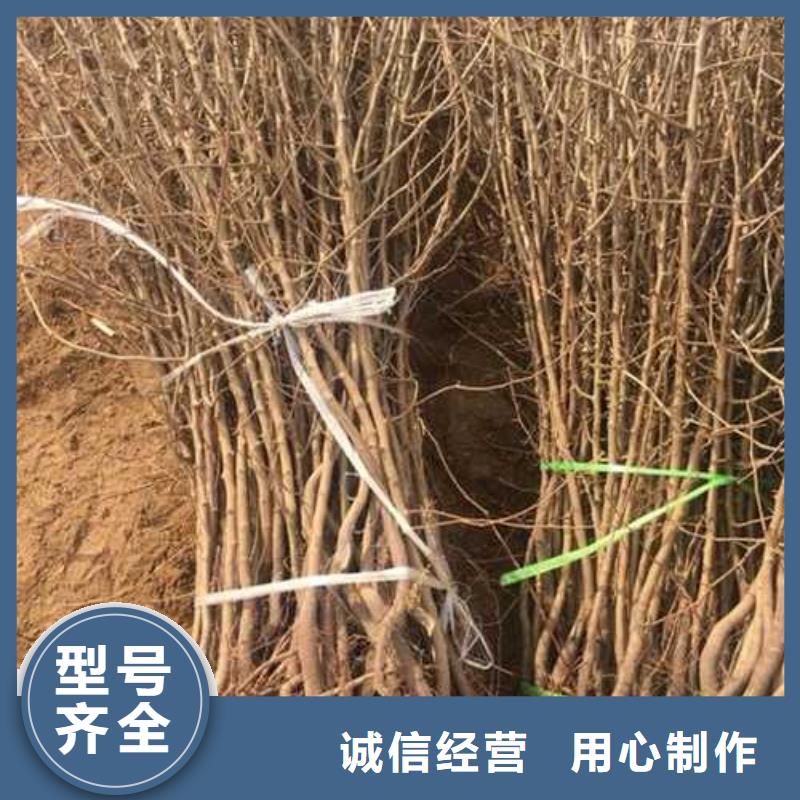 杜梨_梨树苗基地讲信誉保质量