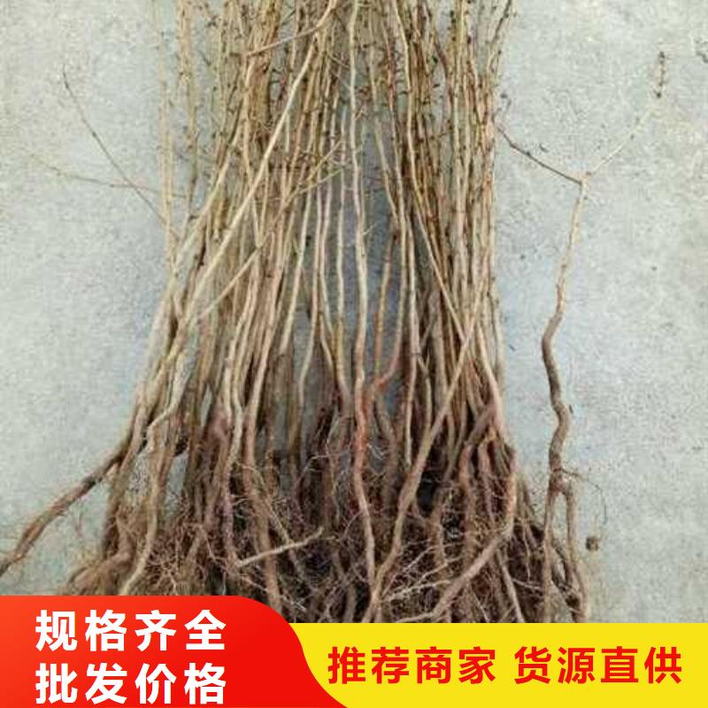 杜梨_梨树苗基地讲信誉保质量