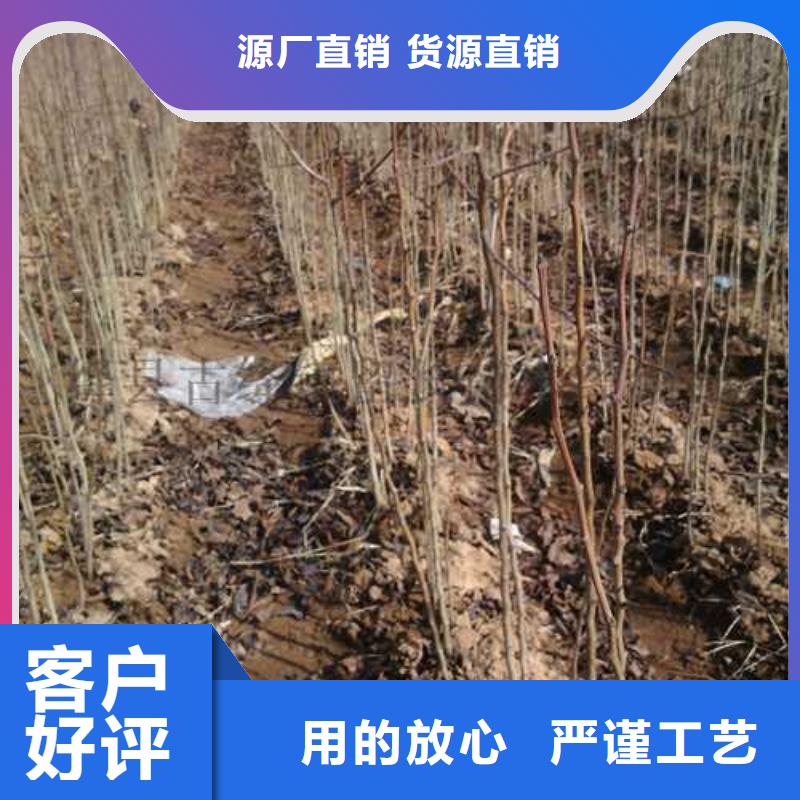 杜梨梨树苗基地来图定制