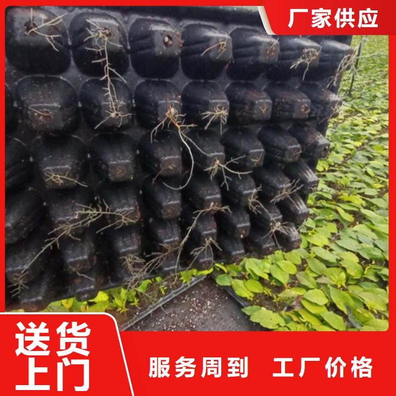 北美冬青苹果苗工艺层层把关