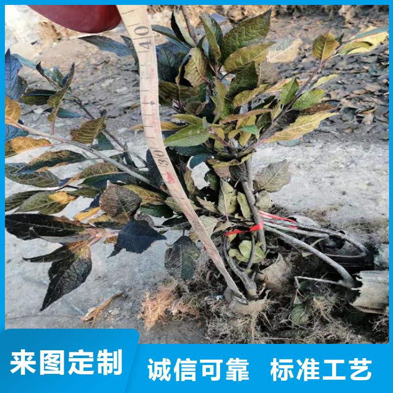 北美冬青【苹果苗】您想要的我们都有