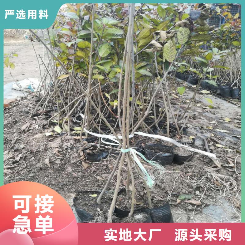 北美冬青【草莓苗】24小时下单发货