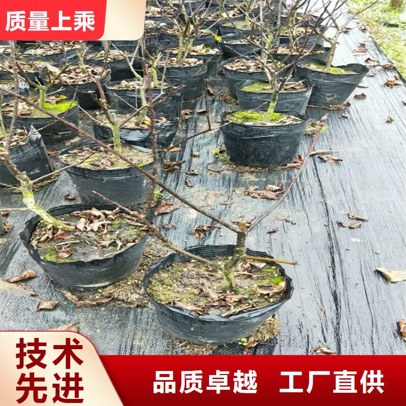 北美冬青【无花果苗】实力商家推荐