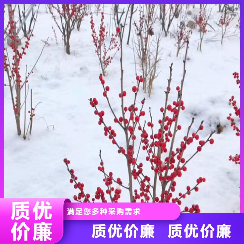 北美冬青【无花果苗】畅销当地