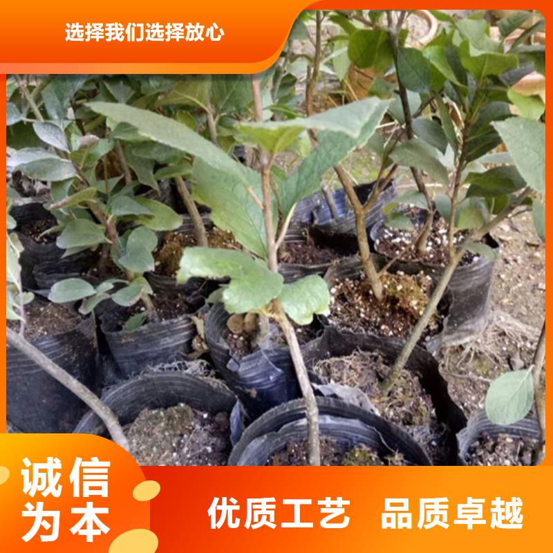 北美冬青_奶油草莓长期供应