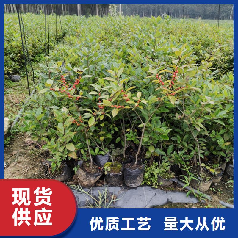 北美冬青-无花果苗支持拿样