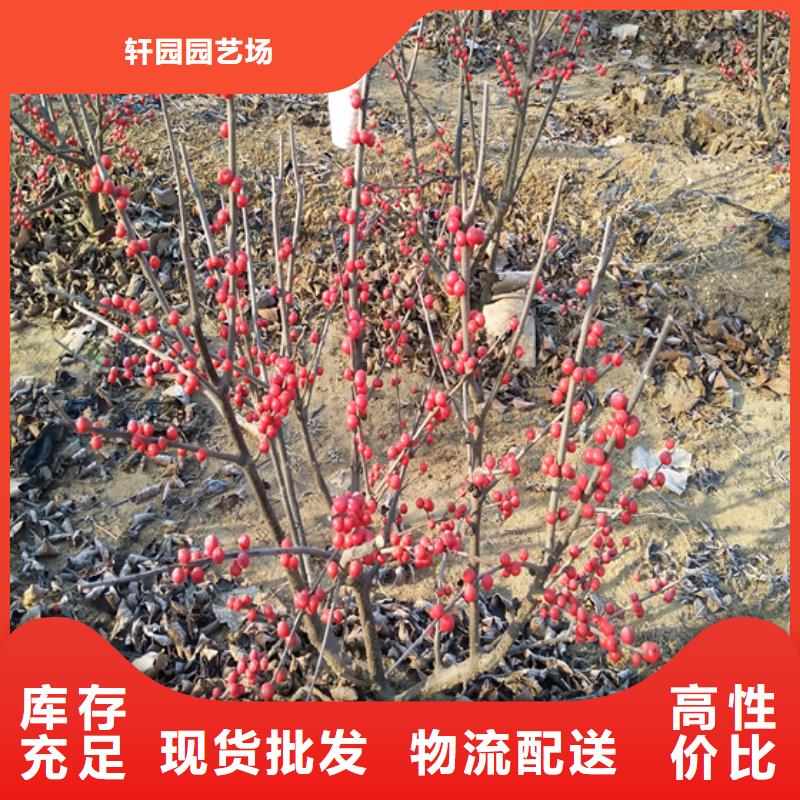 北美冬青-无花果苗支持拿样