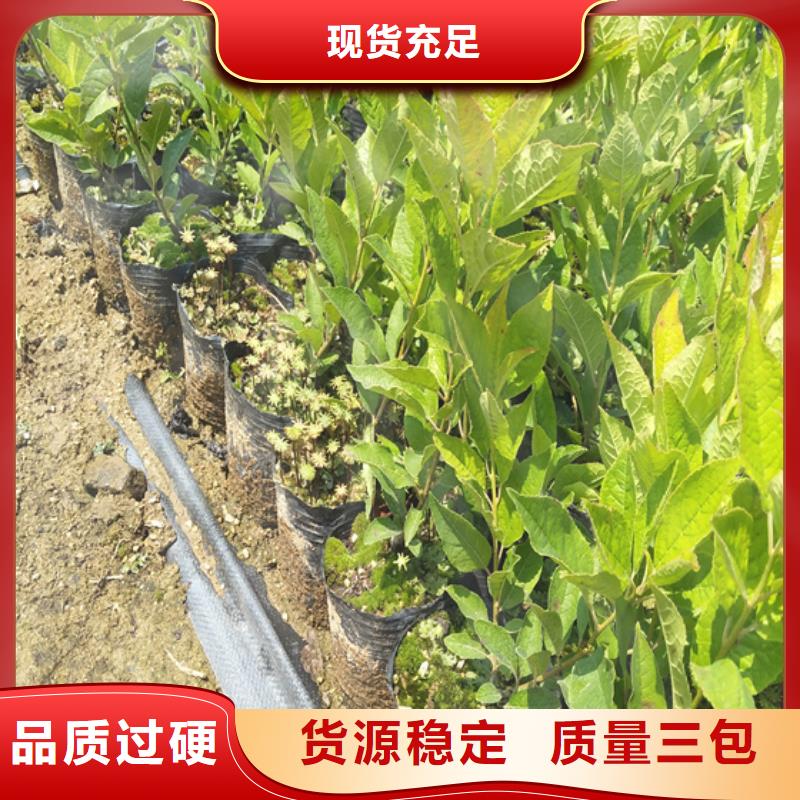 北美冬青-无花果苗支持拿样