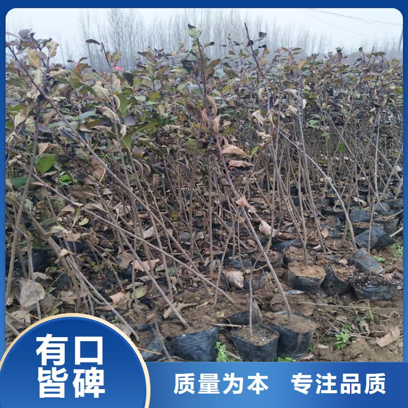 北美冬青【草莓苗】24小时下单发货