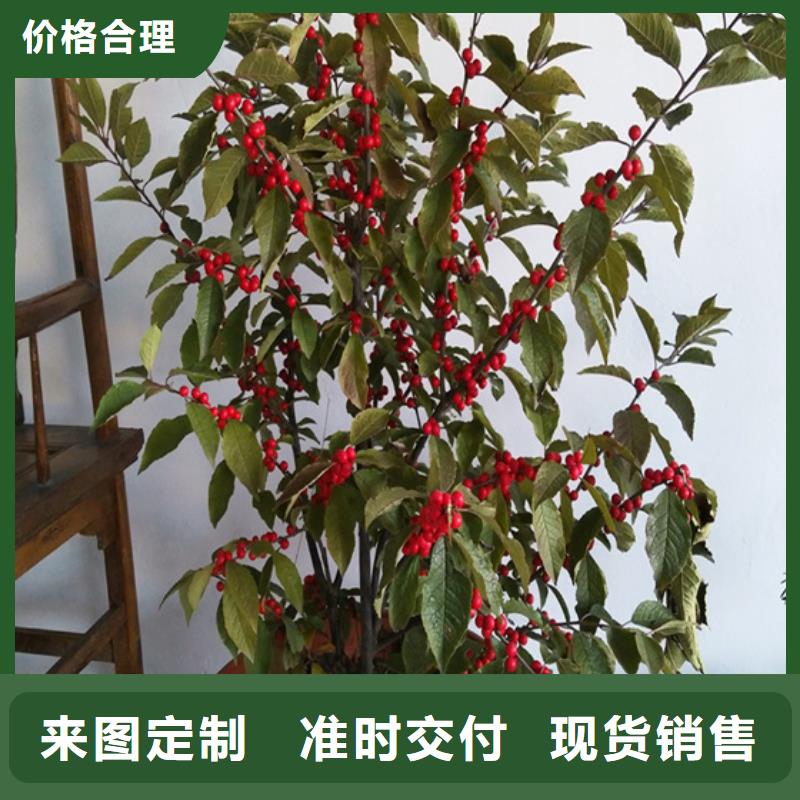 北美冬青-无花果苗支持拿样