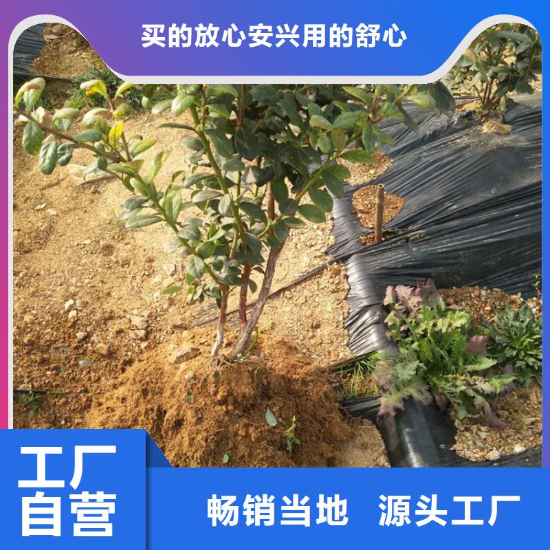 蓝莓苗无花果苗诚信为本