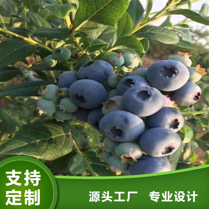 蓝莓苗【红颜草莓】现货满足大量采购