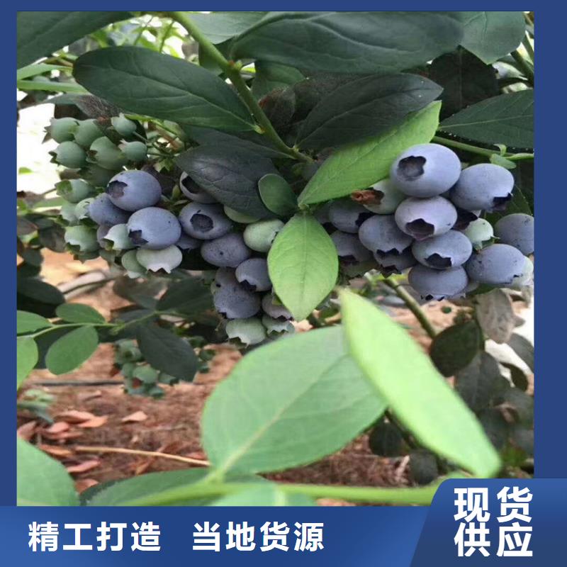 【蓝莓苗梨树苗来图加工定制】