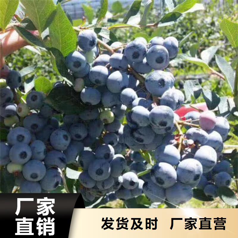 蓝莓苗【红颜草莓】现货满足大量采购