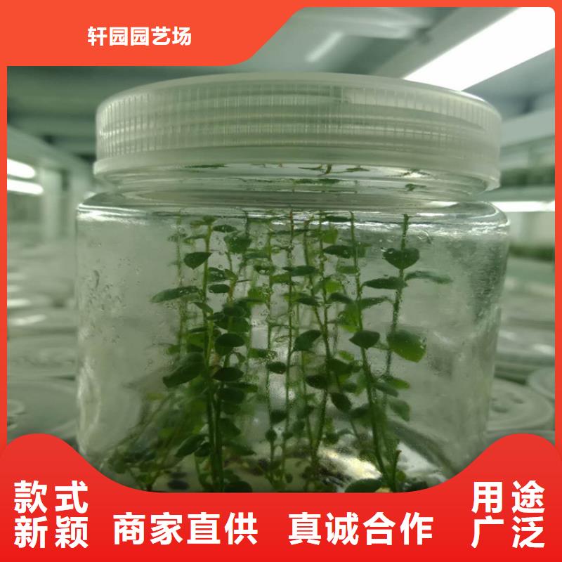 蓝莓苗樱桃苗追求细节品质