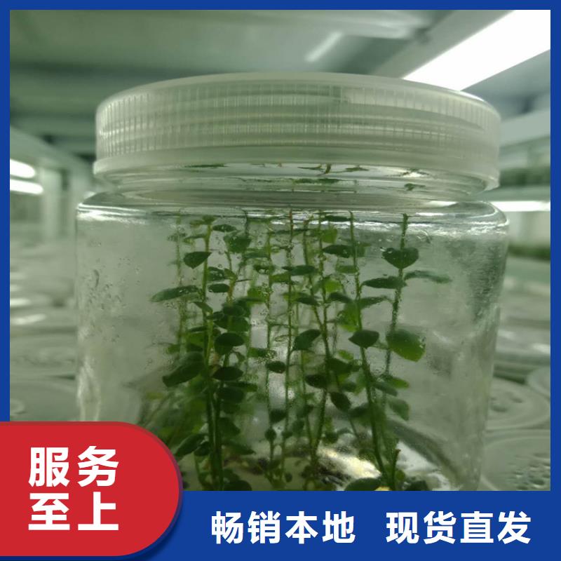 蓝莓苗【红颜草莓】现货满足大量采购