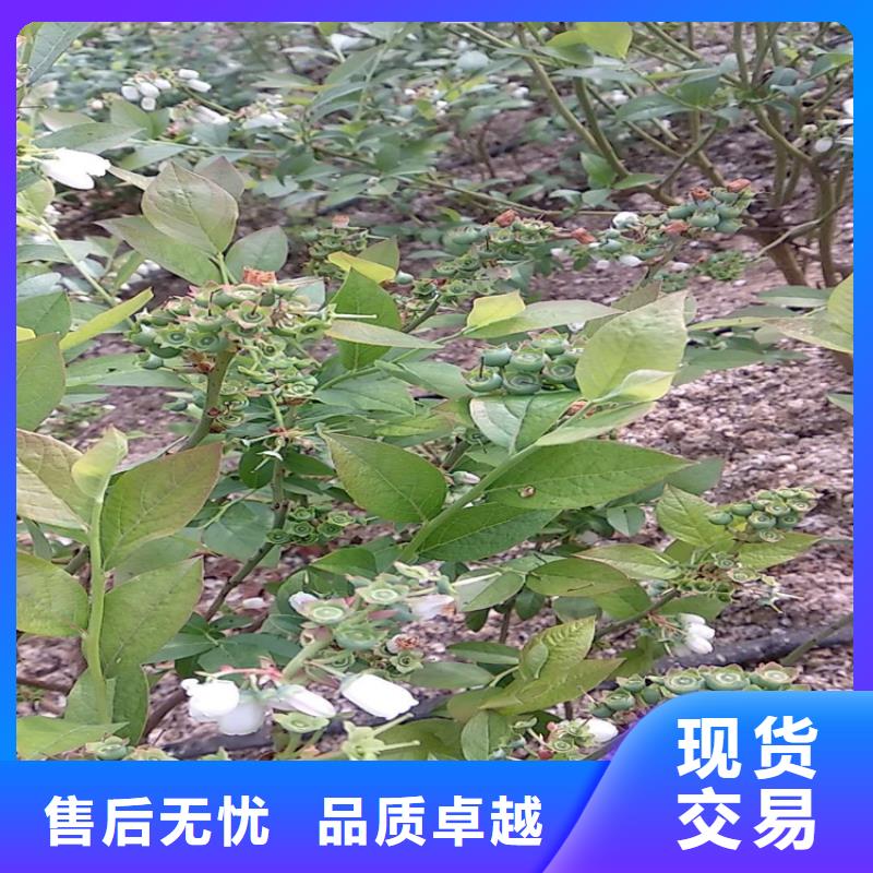 【蓝莓苗苹果苗厂诚信经营】